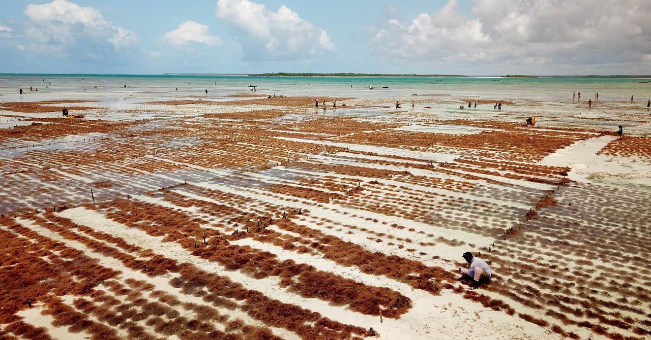 Seaweed Drying